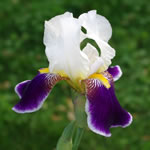 Iris germanica Wabash